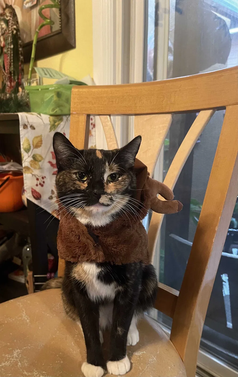 Lost cat in Los Angeles, CA, 90011