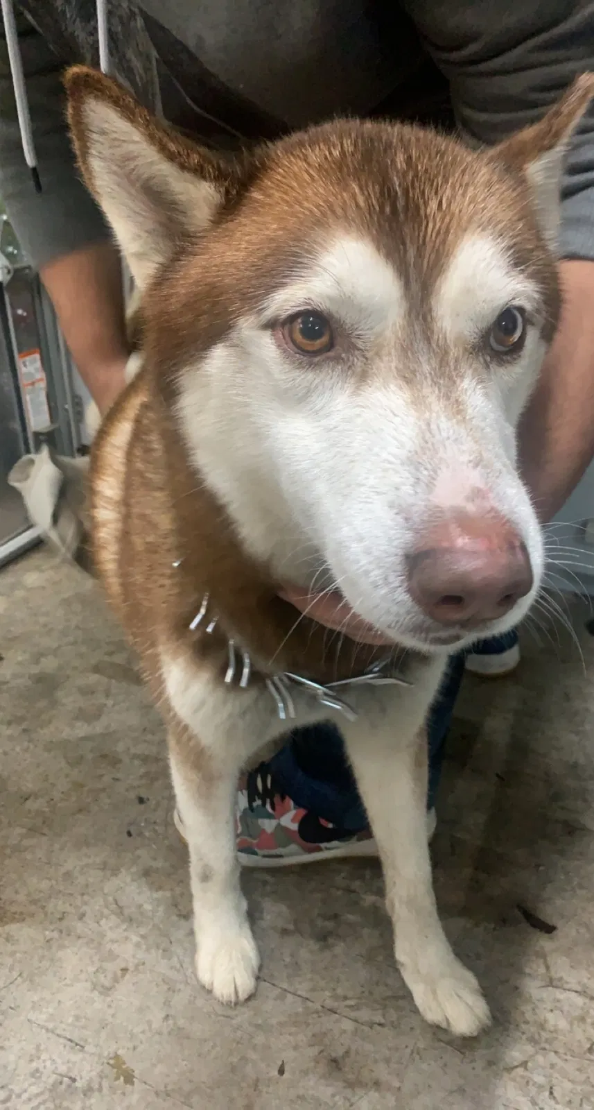 Lost dog in Stockton, CA, 95206