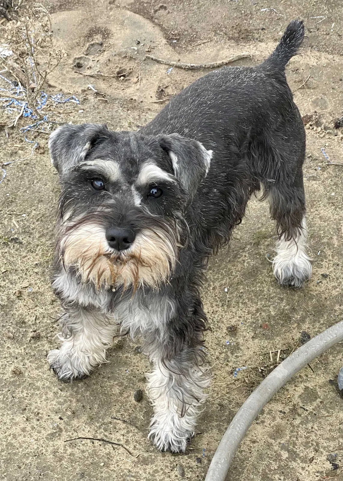 Lost dog in Fresno, CA, 93725