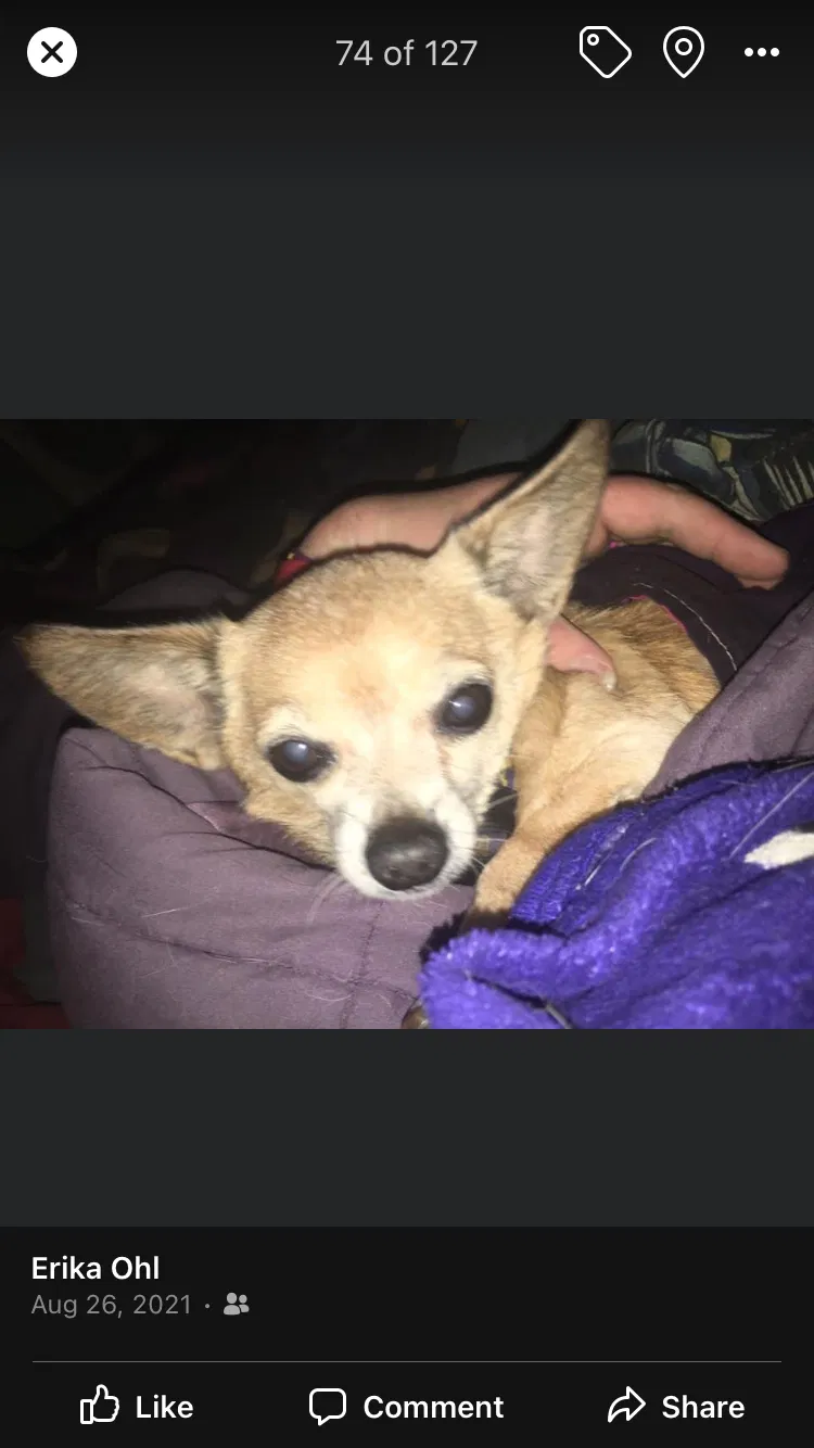Lost dog in Brooklyn, MD, 21225