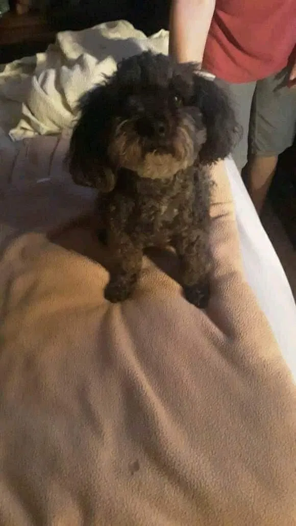 Lost dog in Lexington Park, MD, 20653