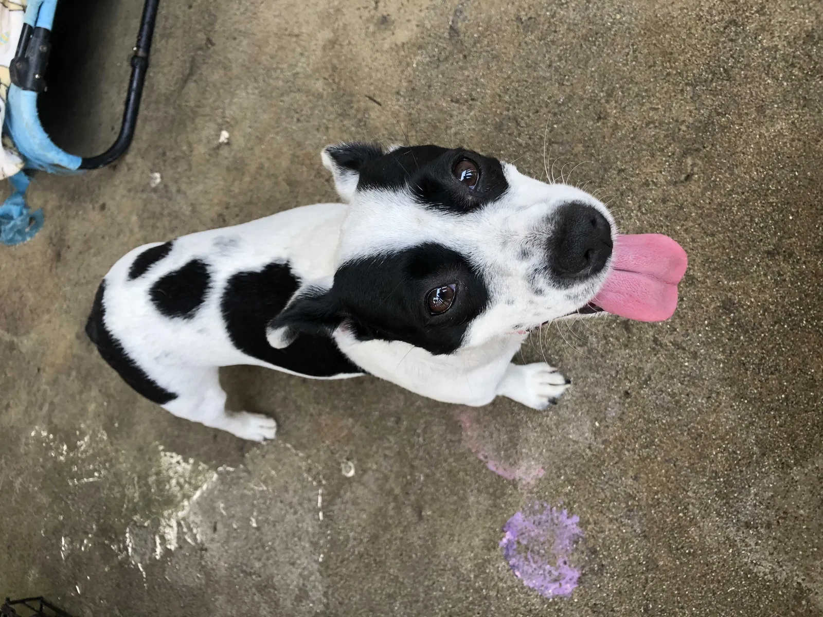 Lost dog in El Monte, CA, 91732