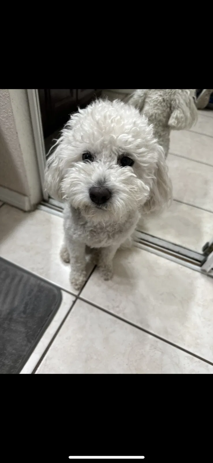Lost dog in Salem, OR, 97301
