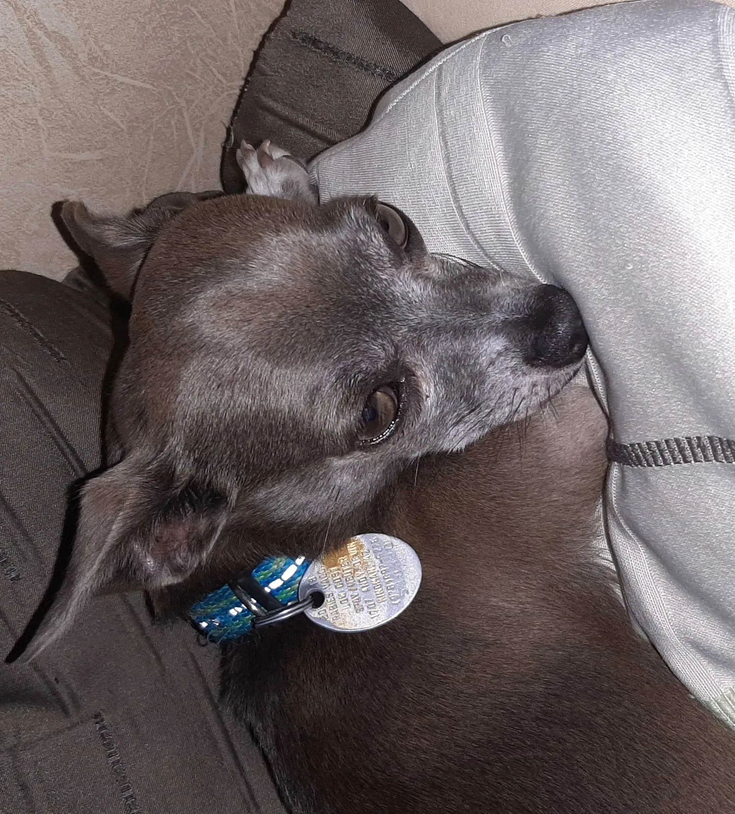 Lost dog in Las Vegas, NV, 89104