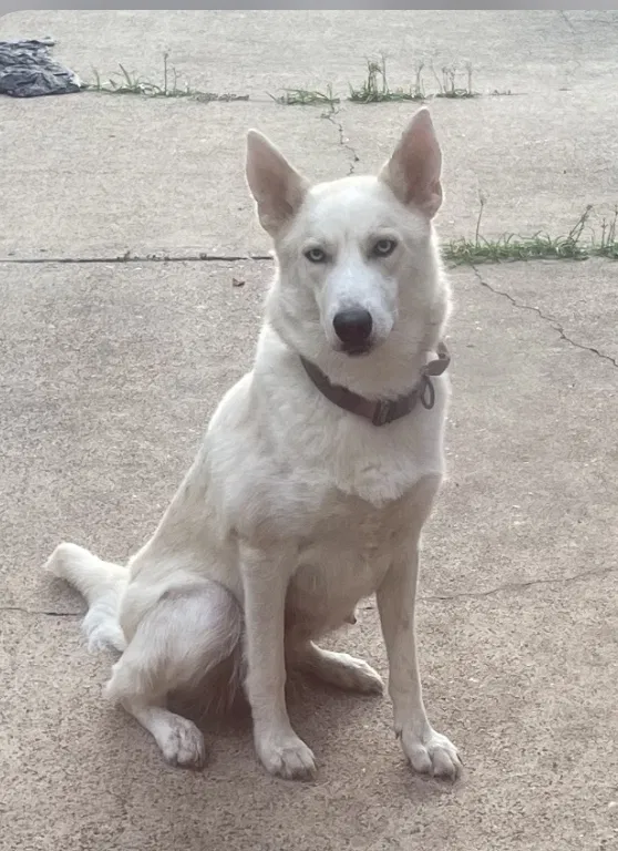 Lost dog in Houston, TX, 77071