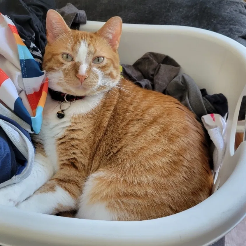 Lost cat in Urbandale, IA, 50322