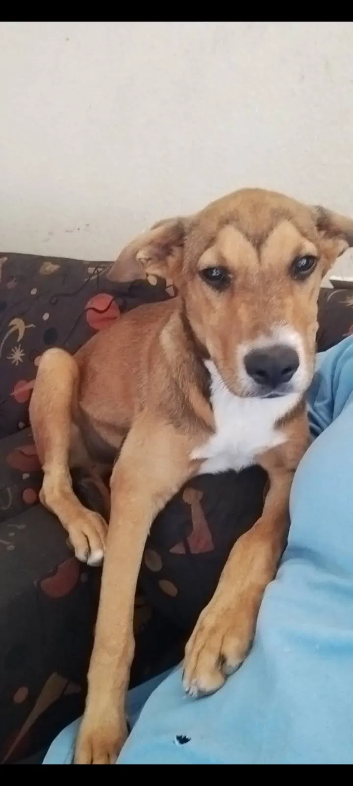 Lost dog in Tucson, AZ, 85746