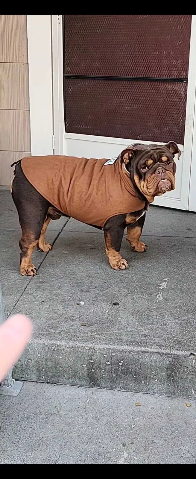Lost dog in Pomona, CA, 91766