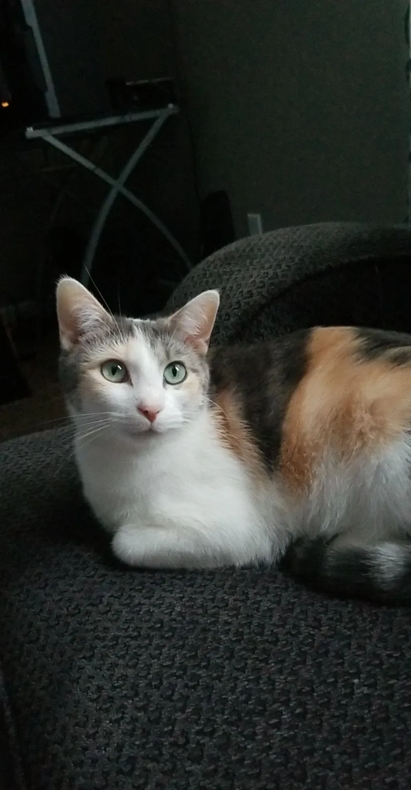 Lost cat in Springfield, IL, 62704