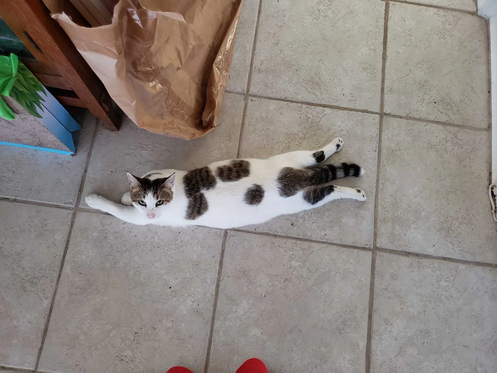 Lost cat in Fort Lauderdale, FL, 33334
