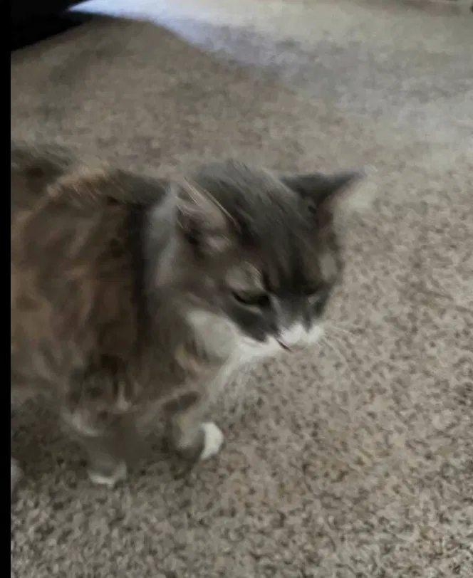 Lost cat in Portland, OR, 97206