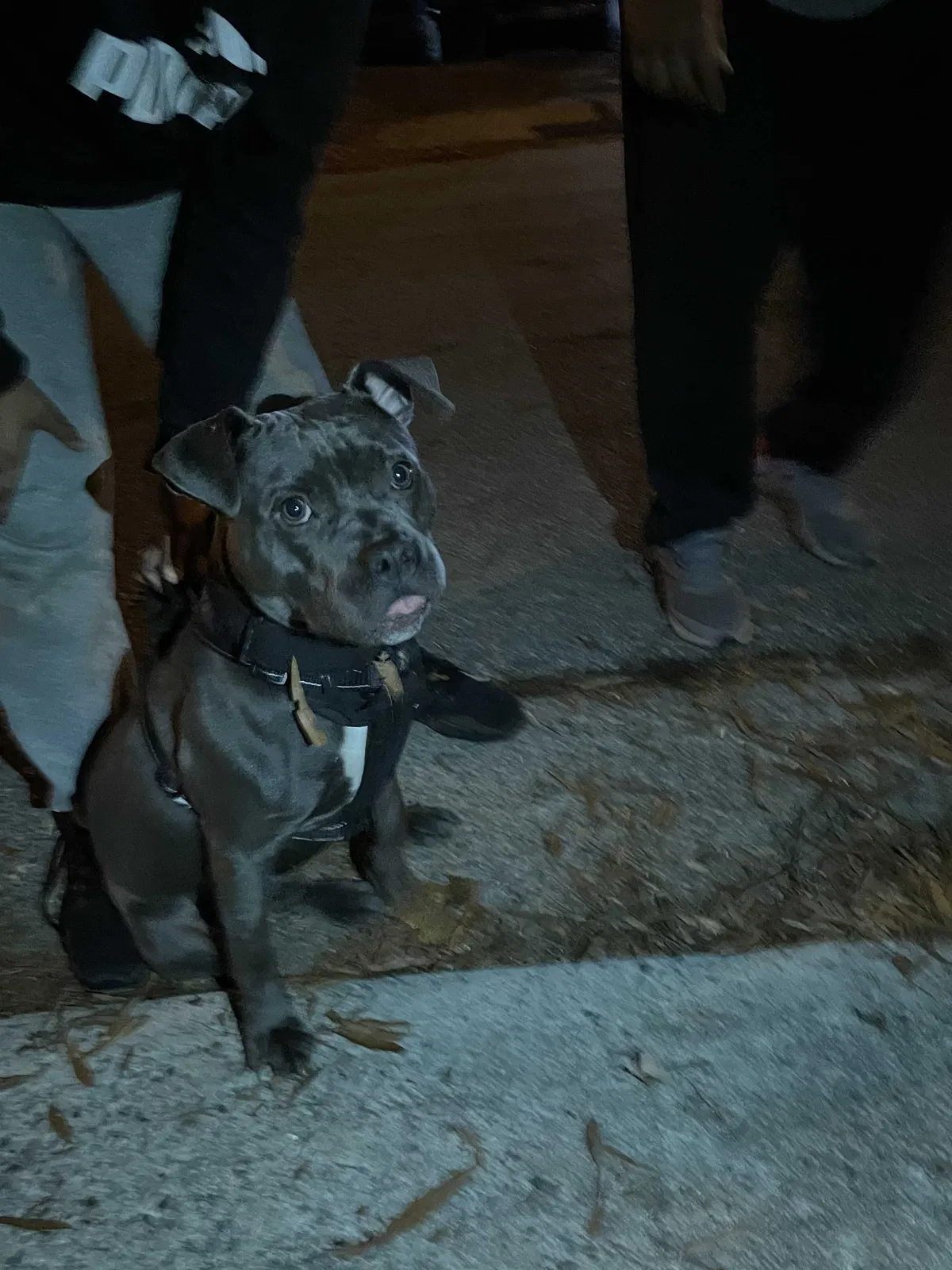 Found dog in Greensboro, NC, 27405