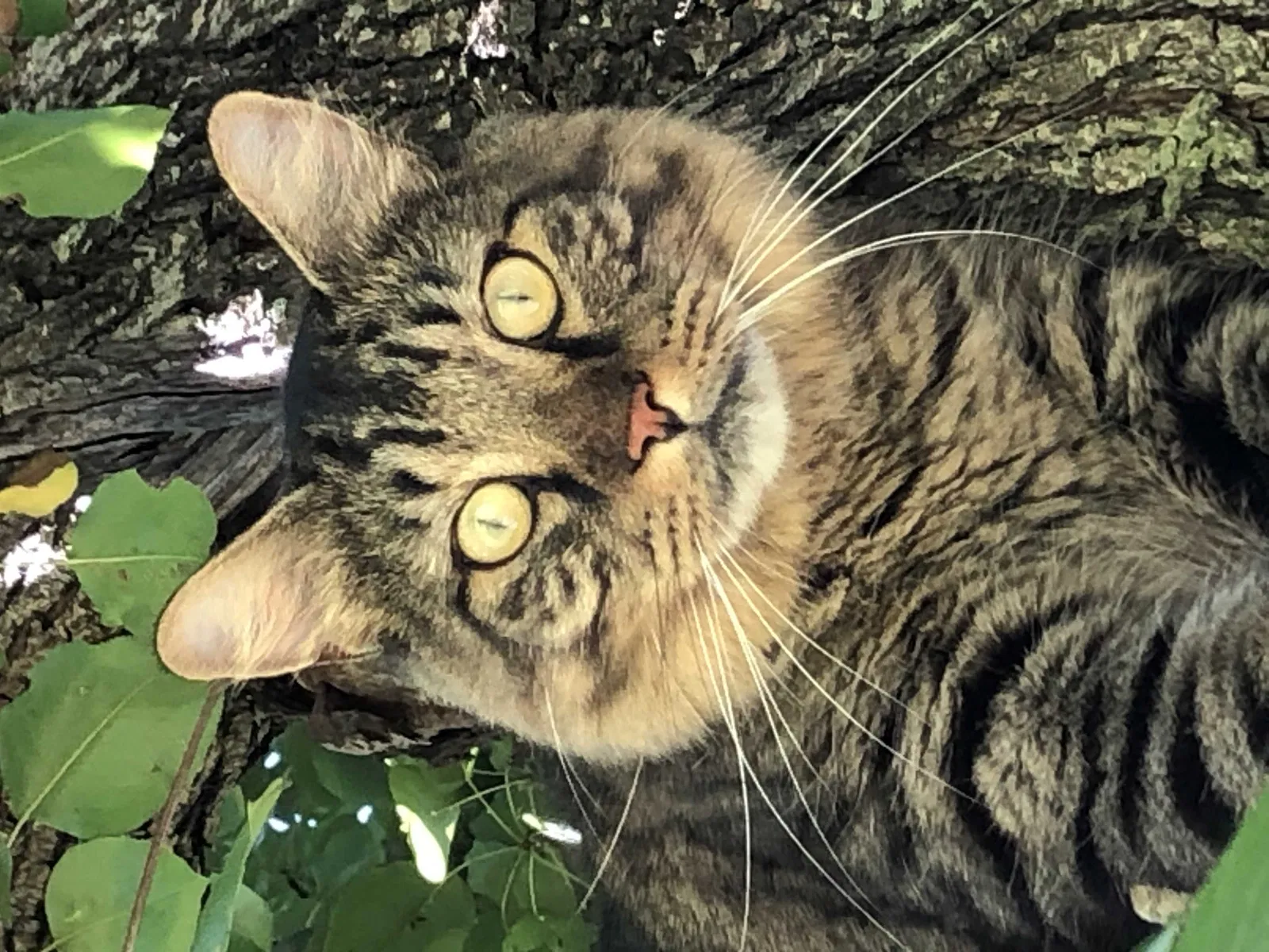 Lost cat in Virginia Beach, VA, 23456