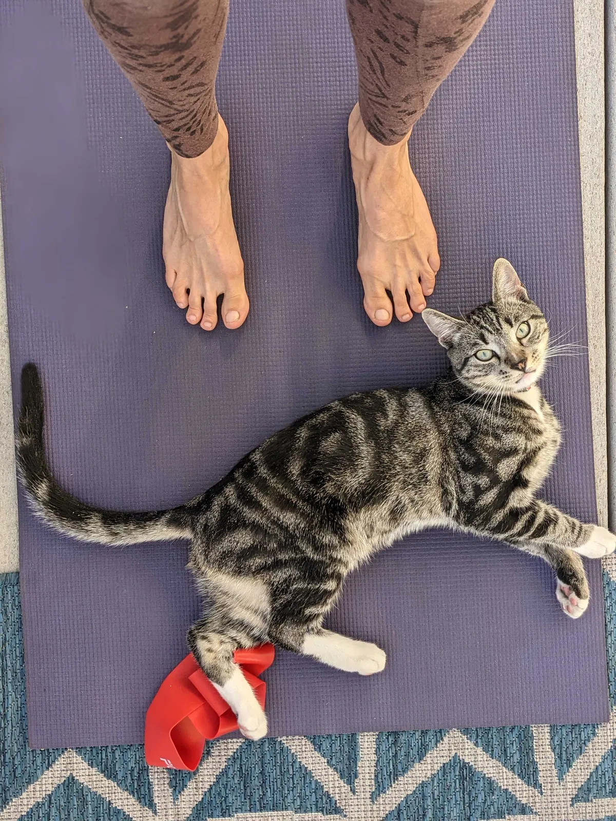 Lost cat in Los Angeles, CA, 90032