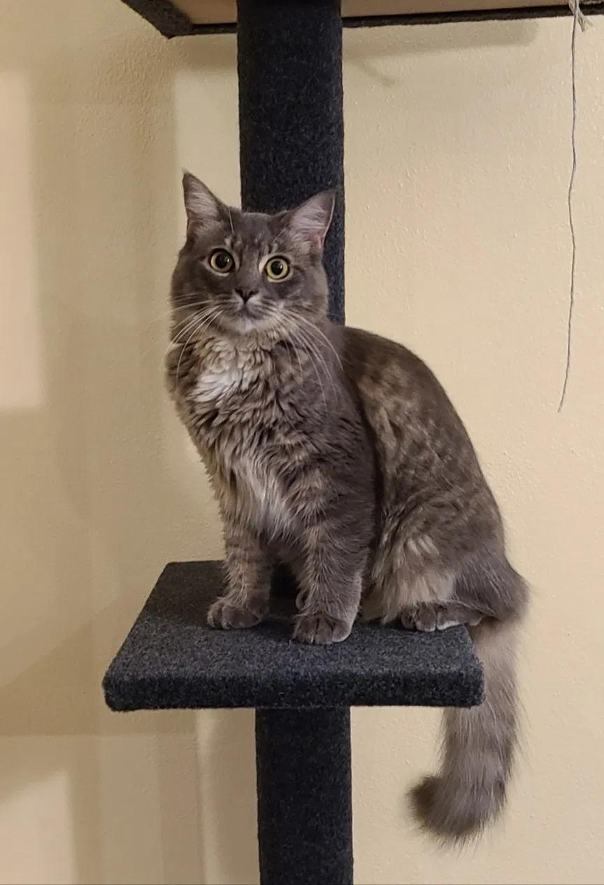 Lost cat in Saint Cloud, FL, 34771