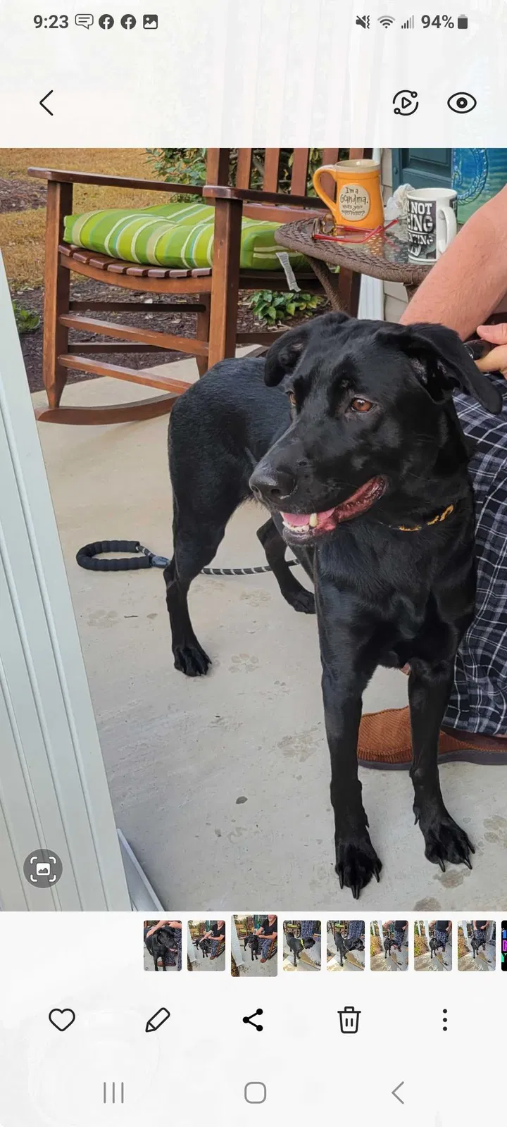 Found dog in Murrells Inlet, SC, 29576