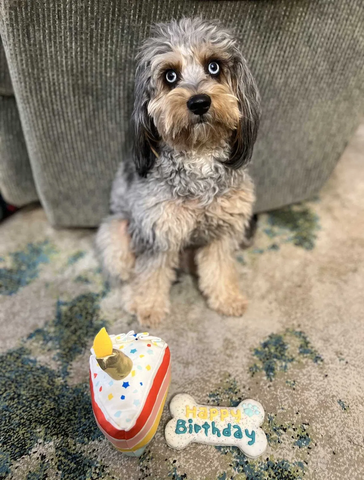 Lost dog in Marietta, GA, 30060