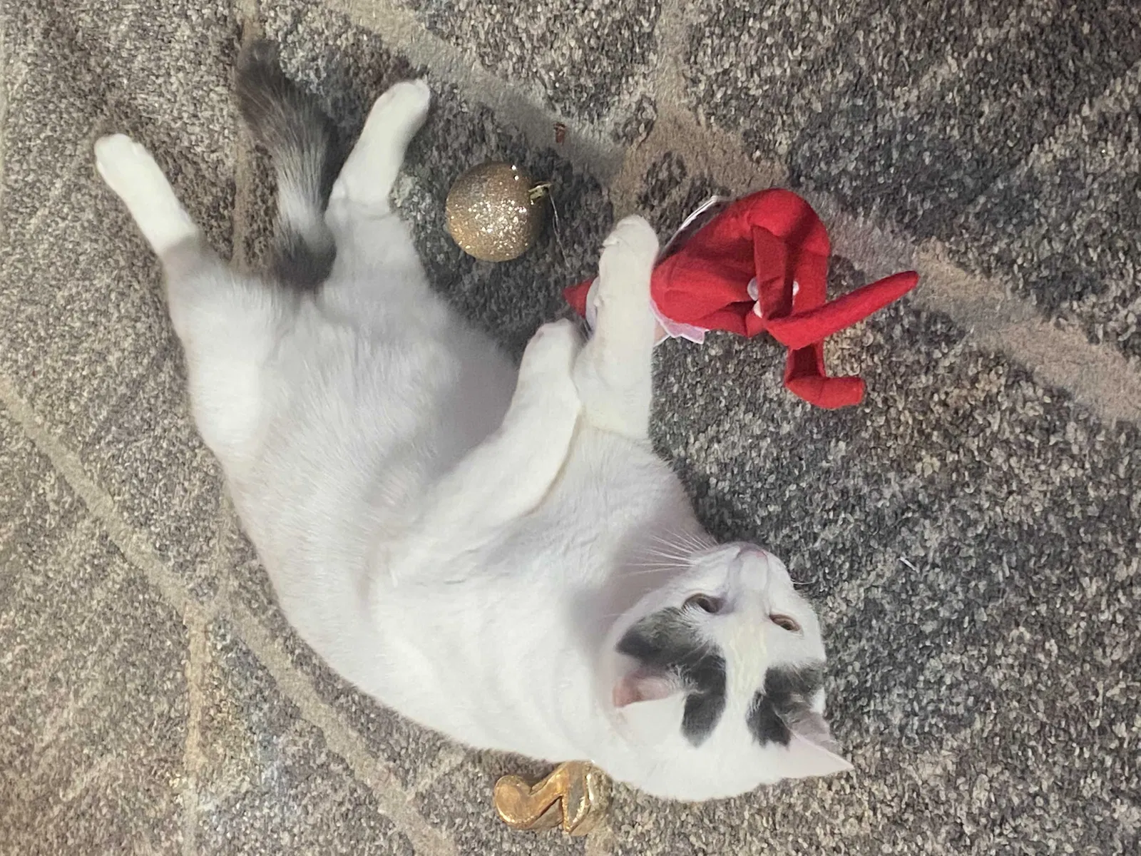 Lost cat in Joliet, IL, 60436