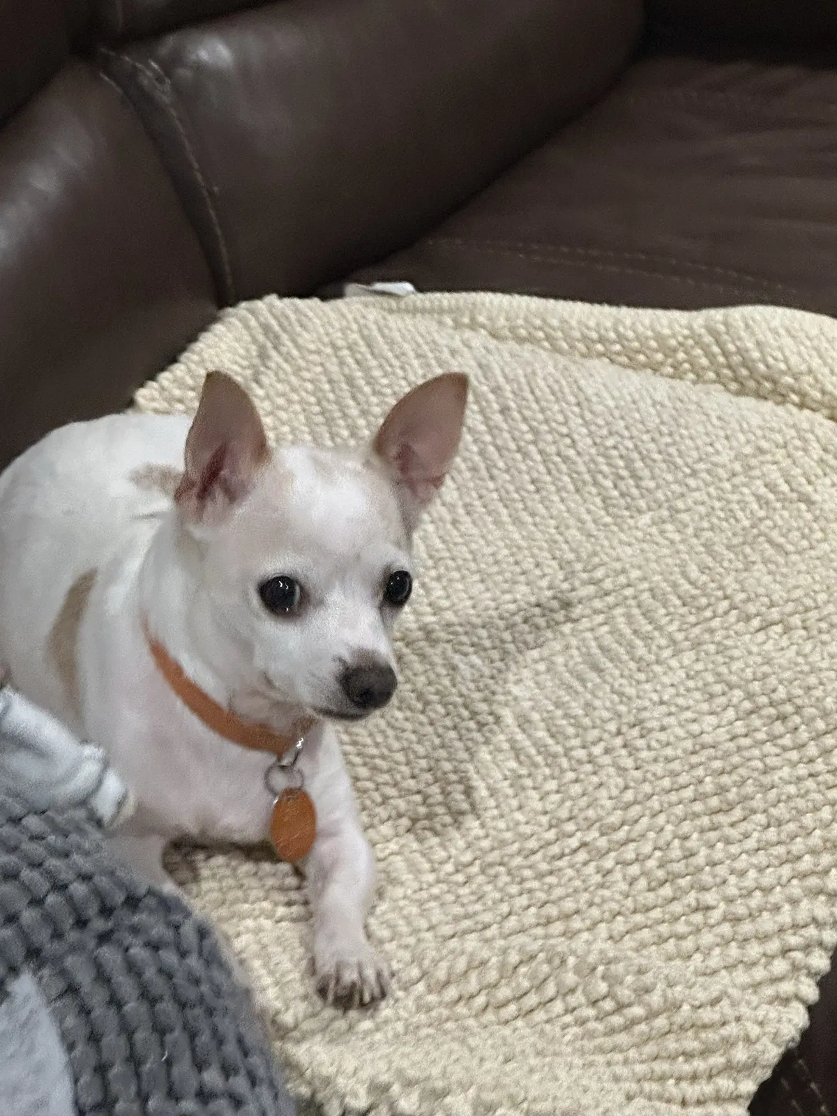 Lost dog in Balch Springs, TX, 75180