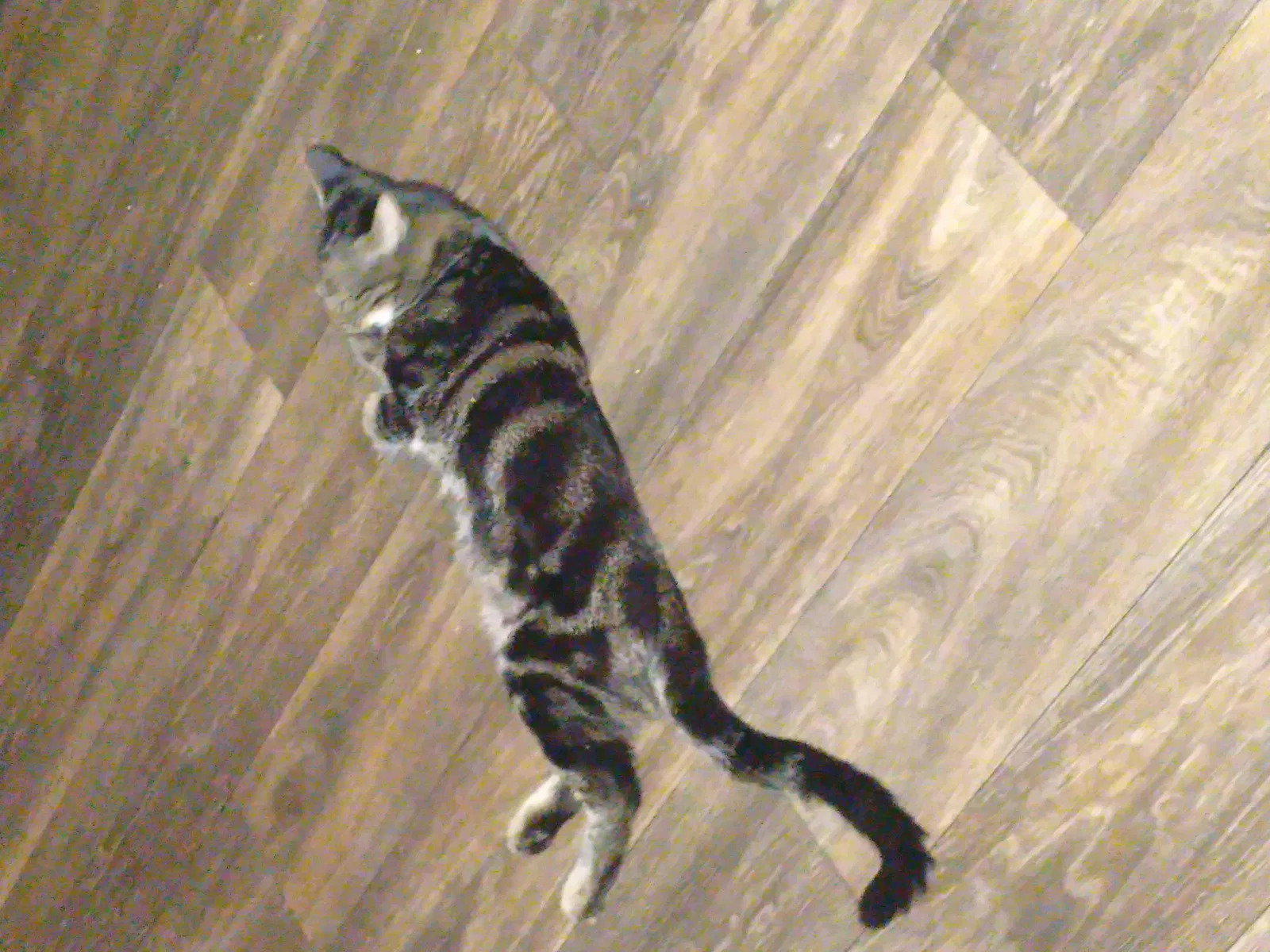 Lost cat in Austin, TX, 78727