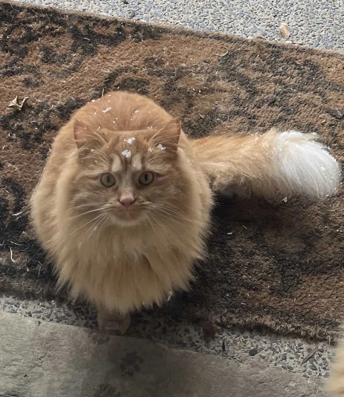 Lost cat in Eads, TN, 38028