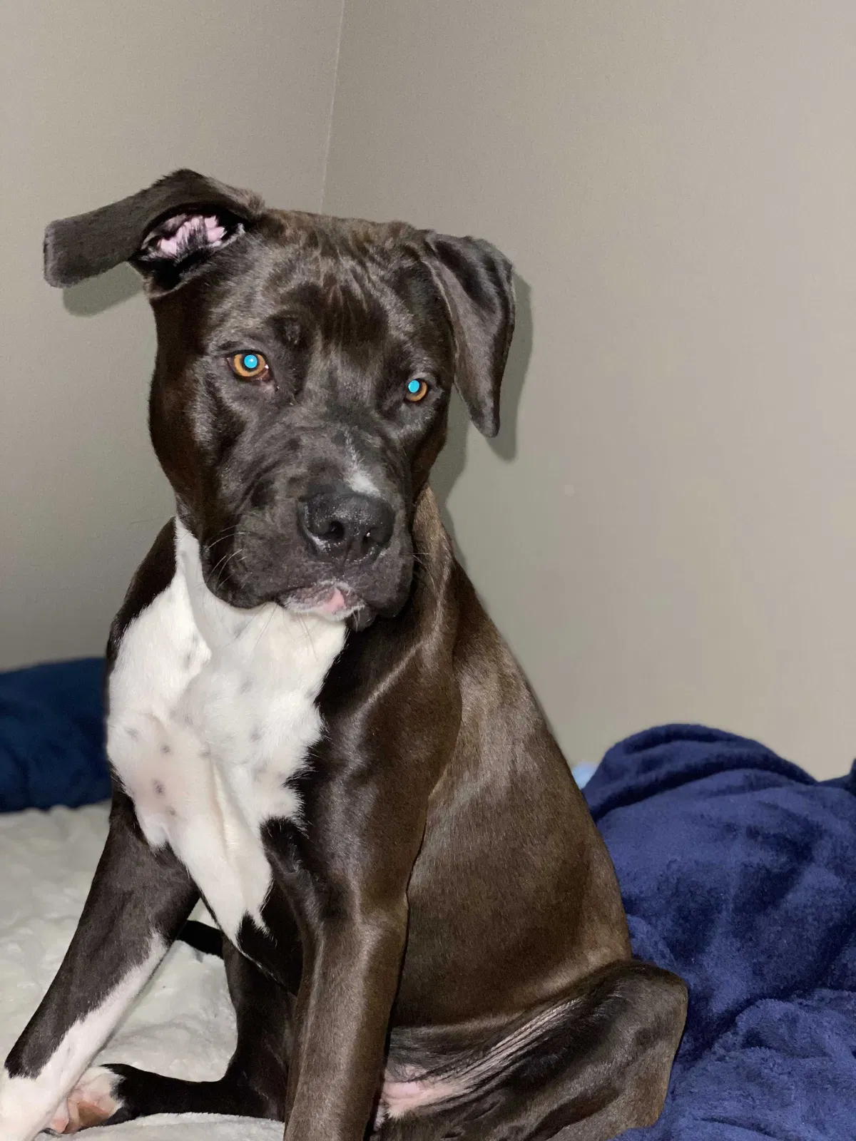 Lost dog in Moriarty, NM, 87035