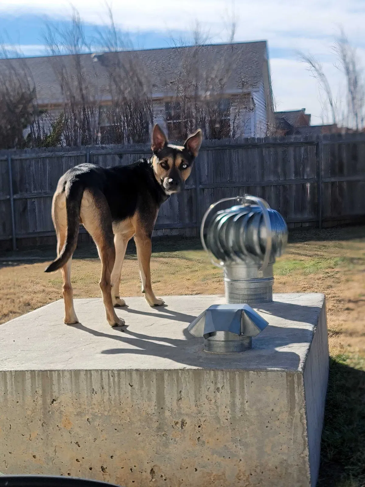 Lost dog in Oklahoma City, OK, 73170