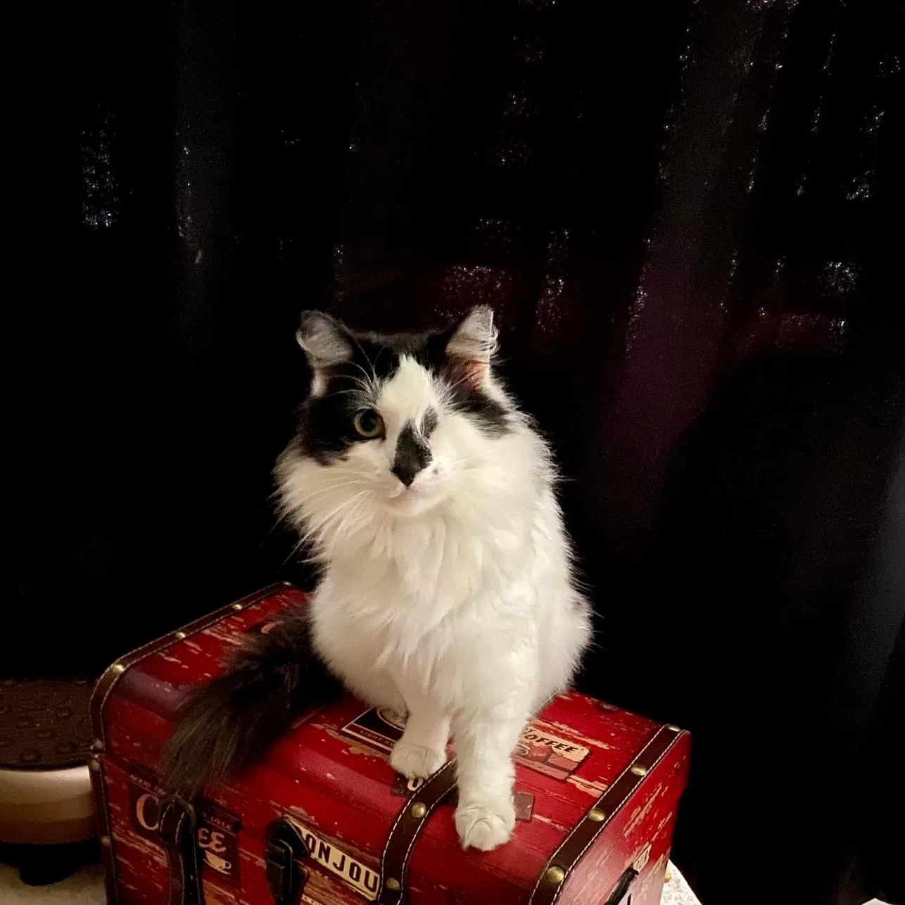 Lost cat in Valrico, FL, 33596