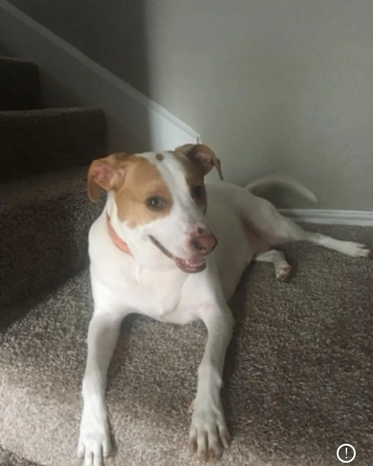 Lost dog in New Braunfels, TX, 78130