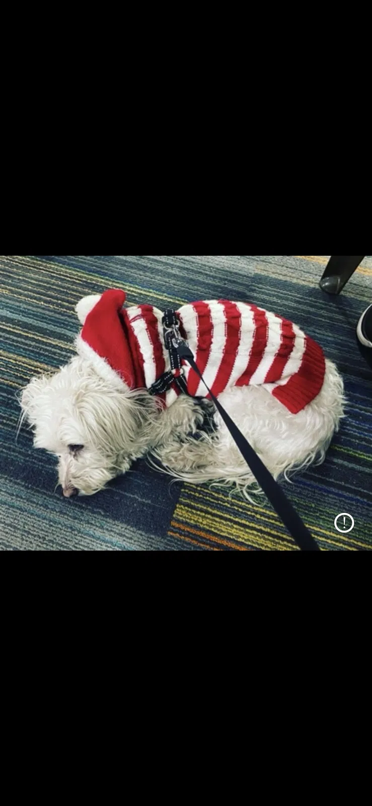 Lost dog in Chula Vista, CA, 91911