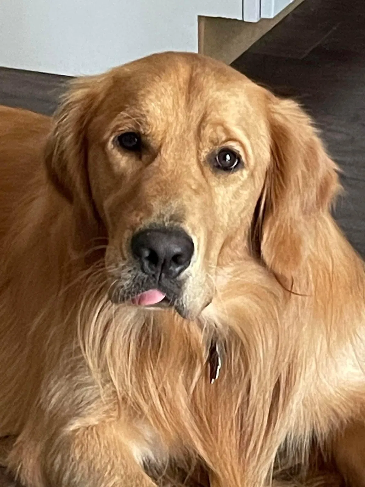 Lost dog in Aledo, TX, 76008