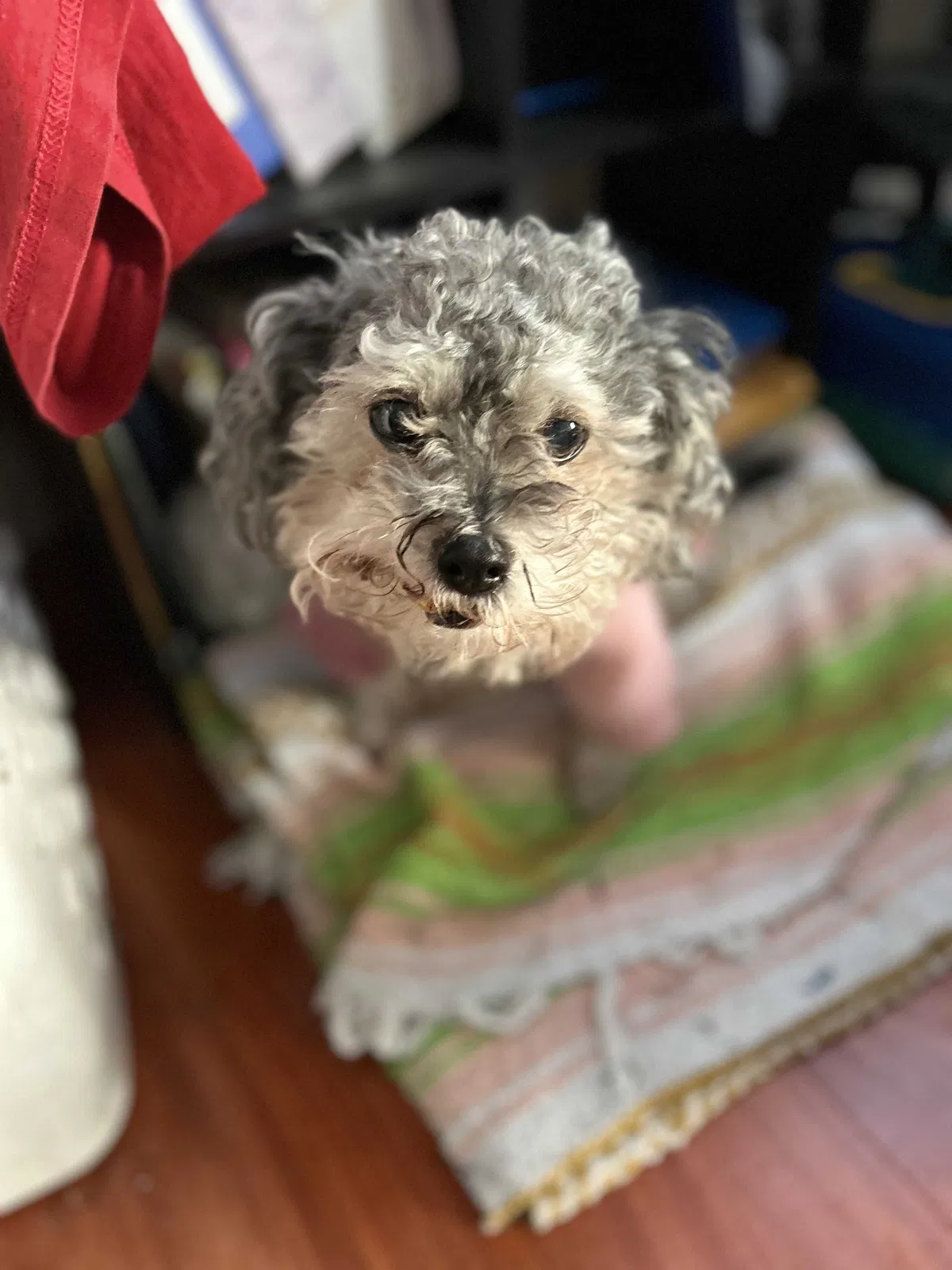 Lost dog in Las Vegas, NV, 89121