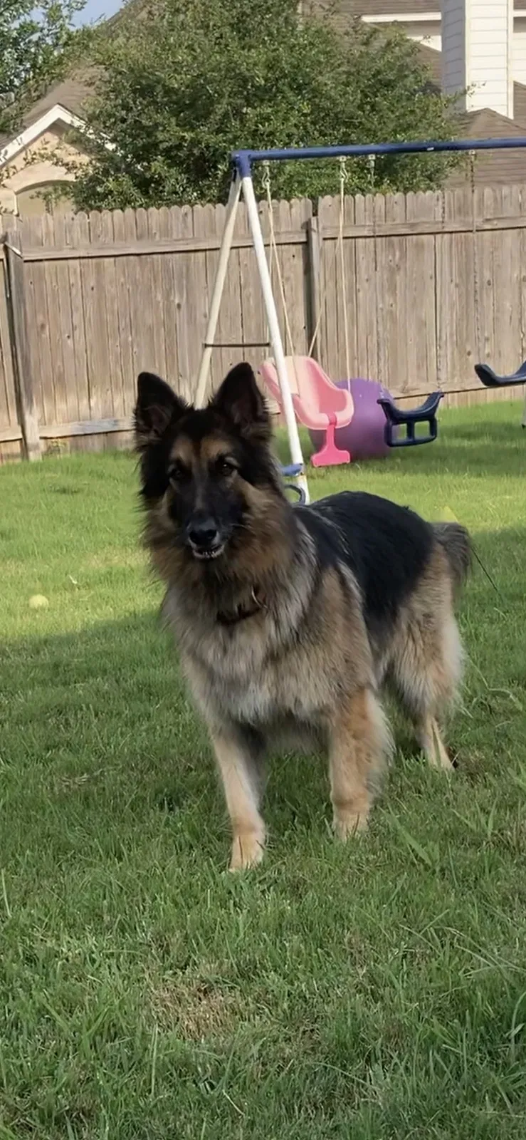 Lost dog in Austin, TX, 78745