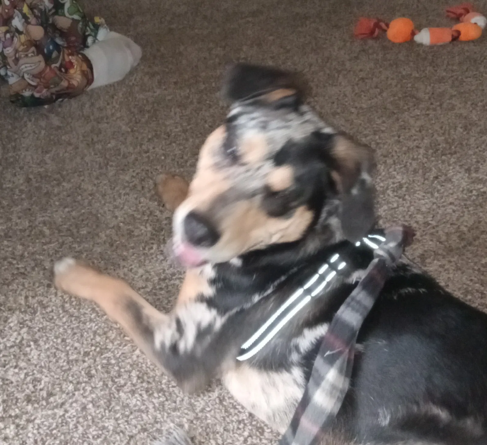 Lost dog in Indianapolis, IN, 46254