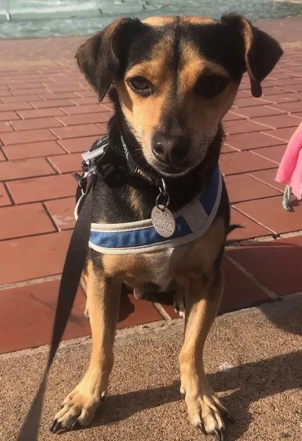 Lost dog in San Diego, CA, 92105