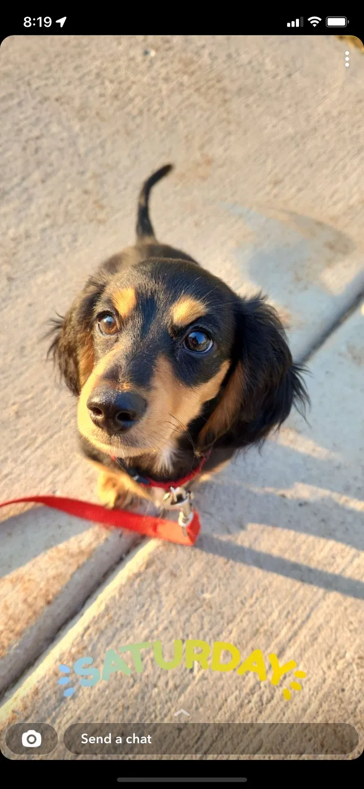 Lost dog in Tremonton, UT, 84337
