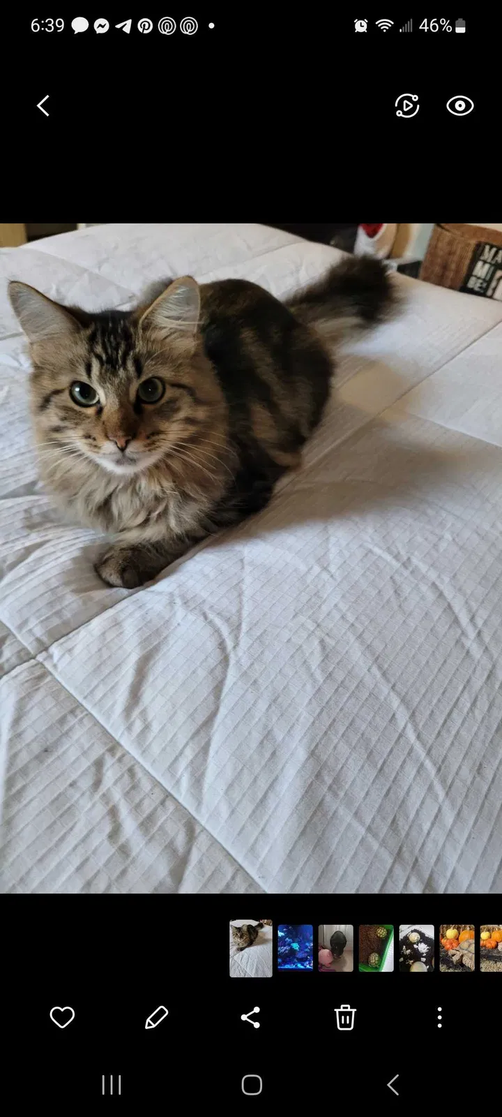 Lost cat in Fort Worth, TX, 76148
