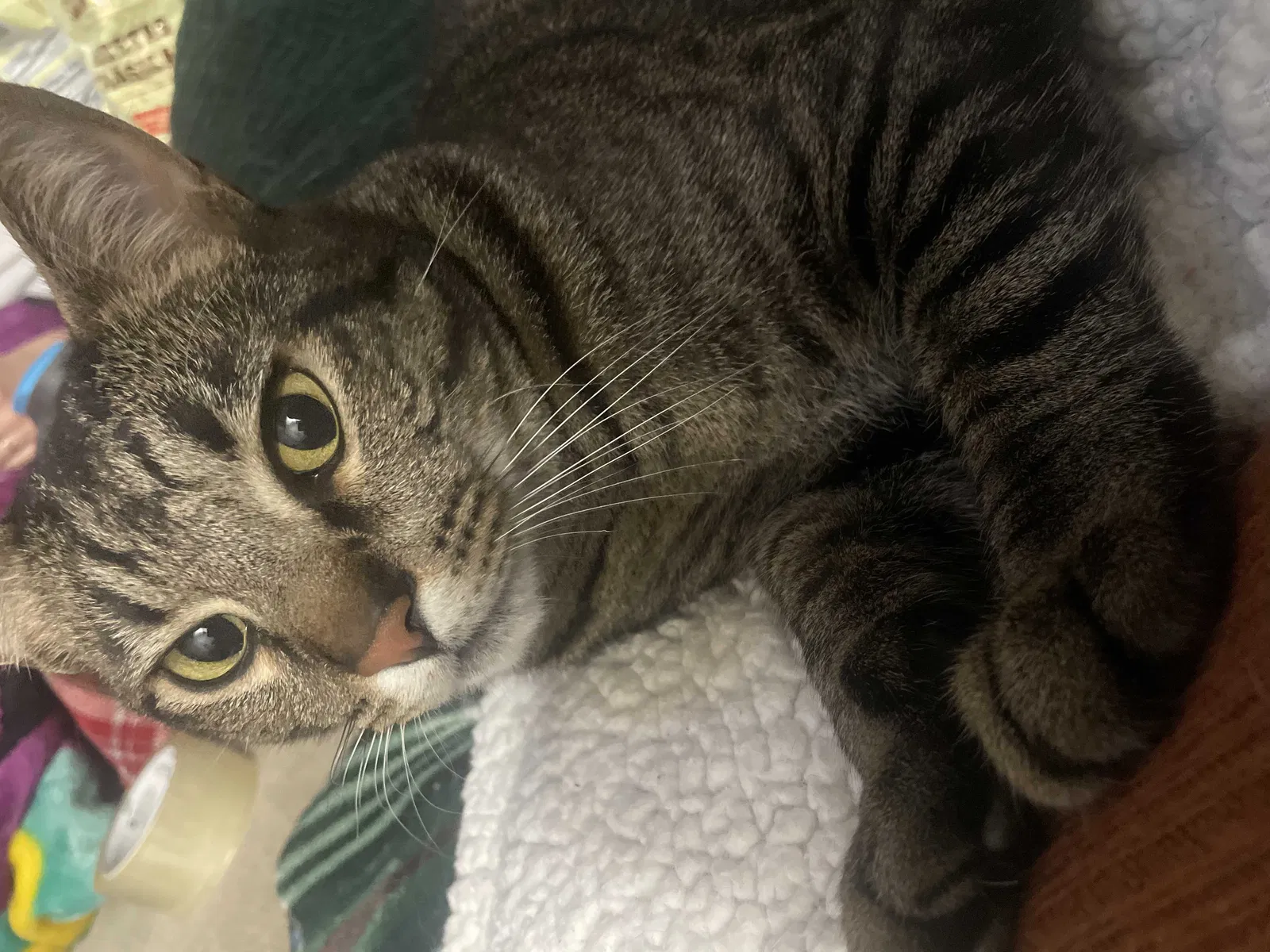 Lost cat in Charlotte, NC, 28269