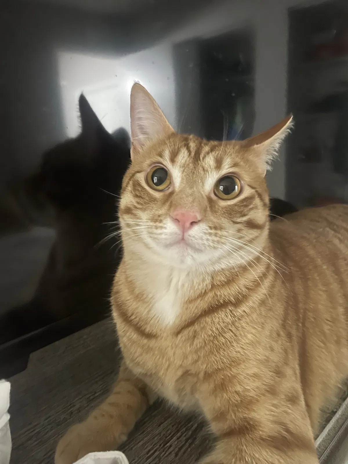 Lost cat in Charlotte, NC, 28269