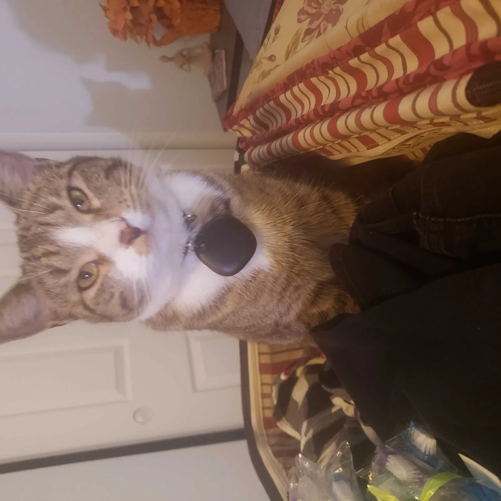Lost cat in Henderson, NV, 89074