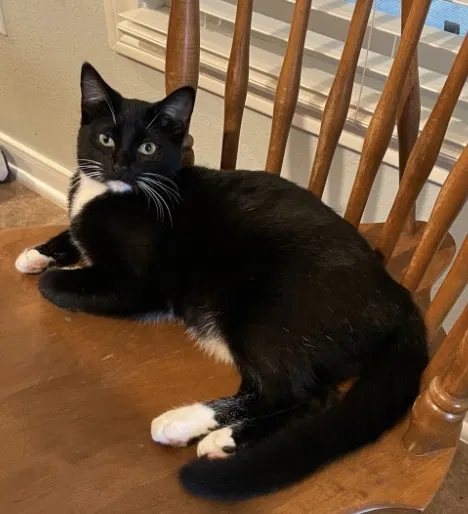 Lost cat in Splendora, TX, 77372