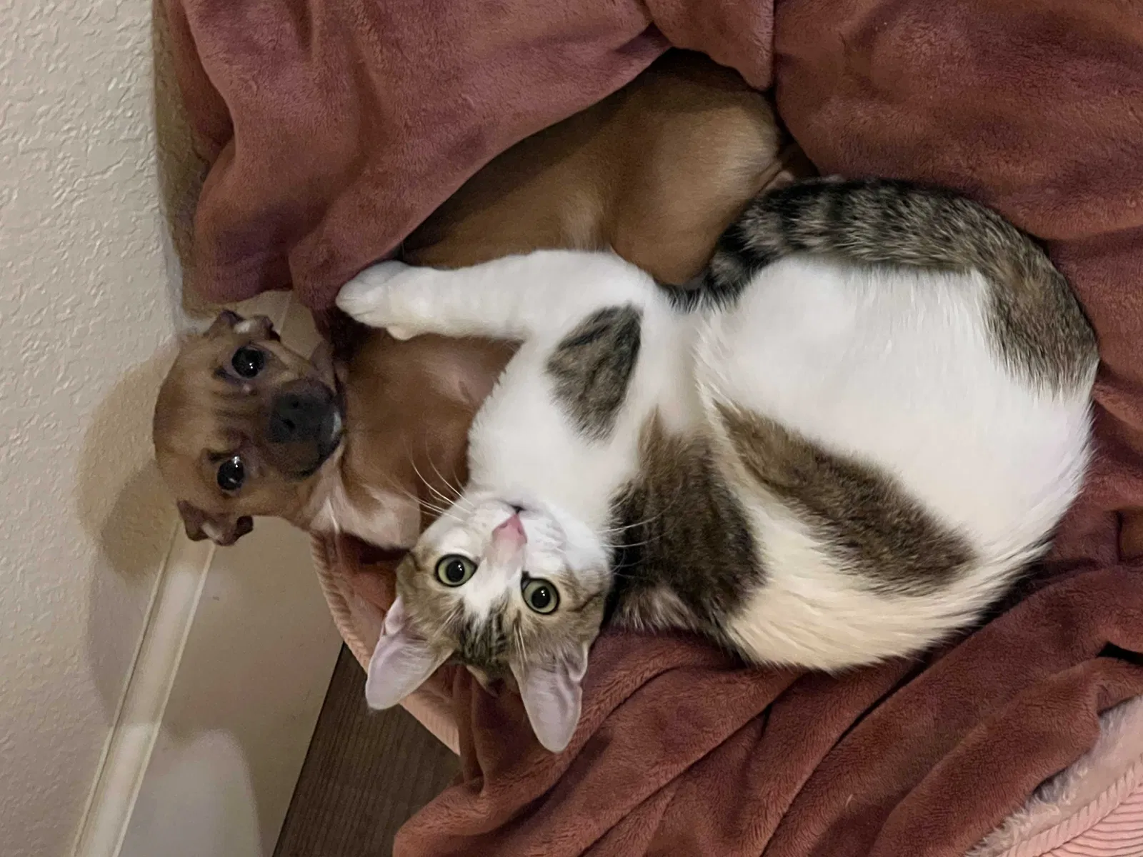 Lost cat in Orangevale, CA, 95662