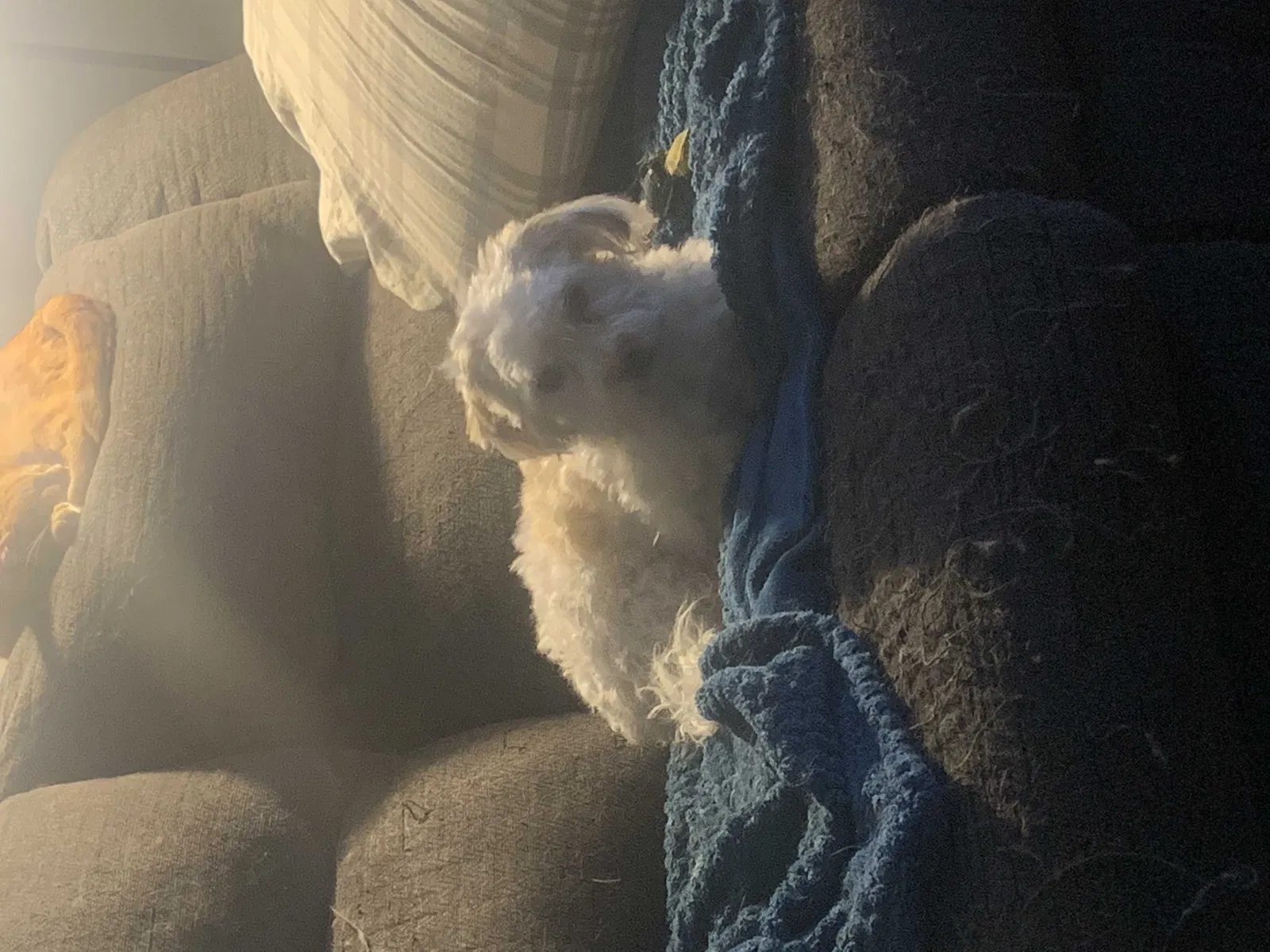 Lost dog in Knoxville, TN, 37921