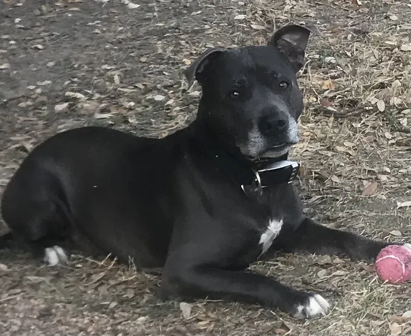 Lost dog in San Marcos, TX, 78666