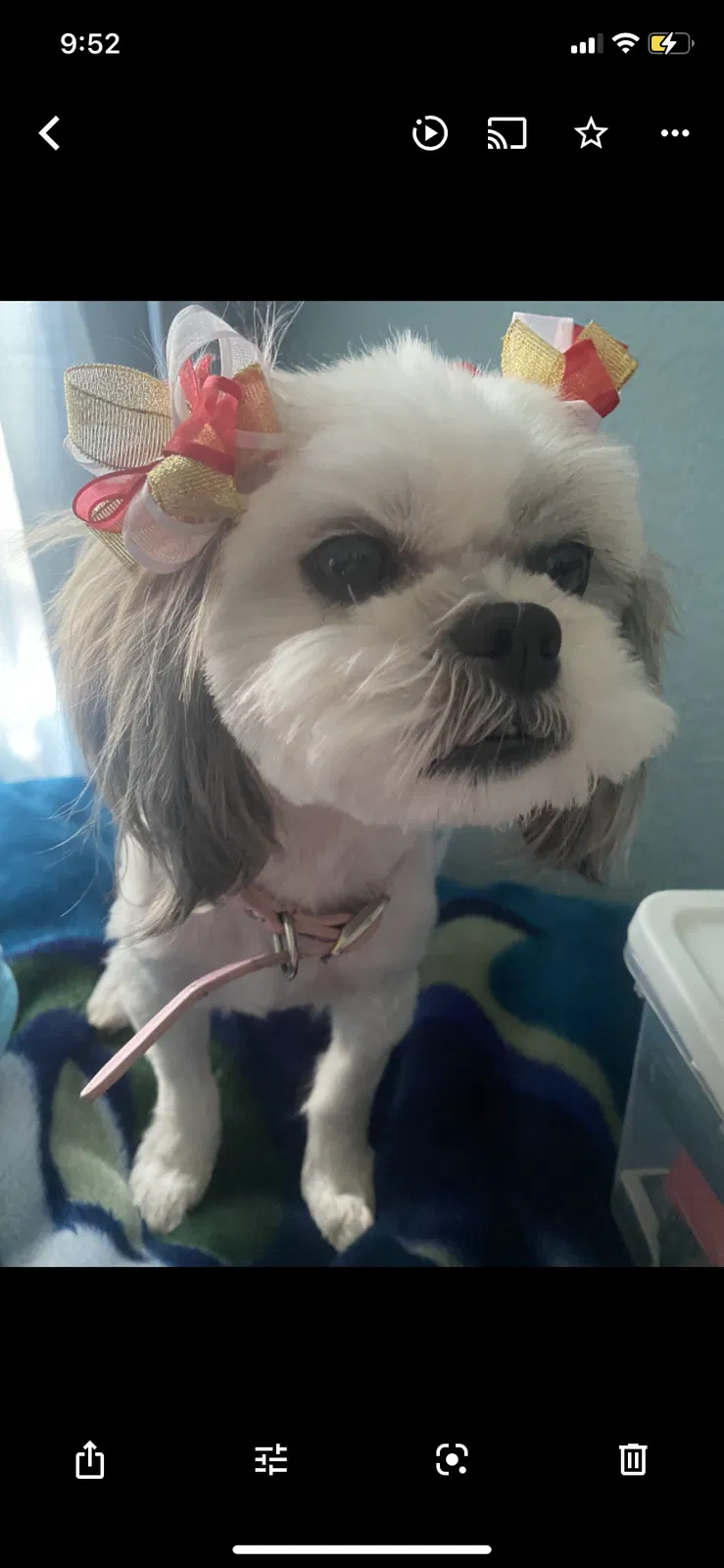 Lost dog in El Paso, TX, 79924