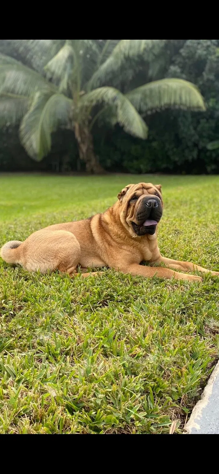 Lost dog in Fort Lauderdale, FL, 33323