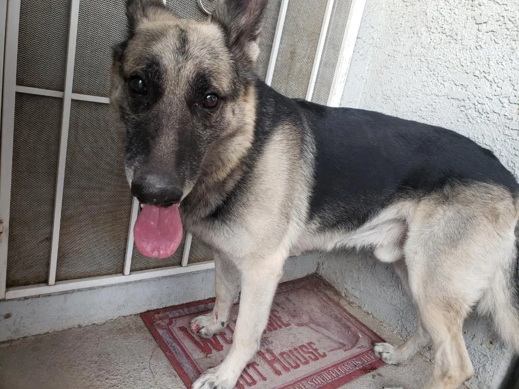 Found dog in Las Vegas, NV, 89108