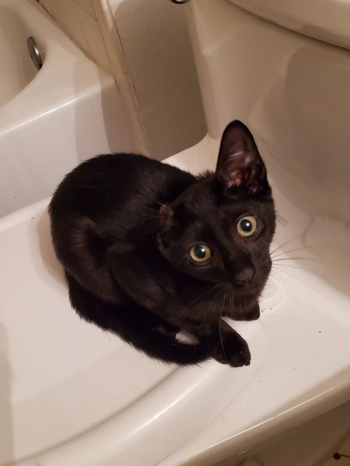 Lost cat in Hollywood, FL, 33027