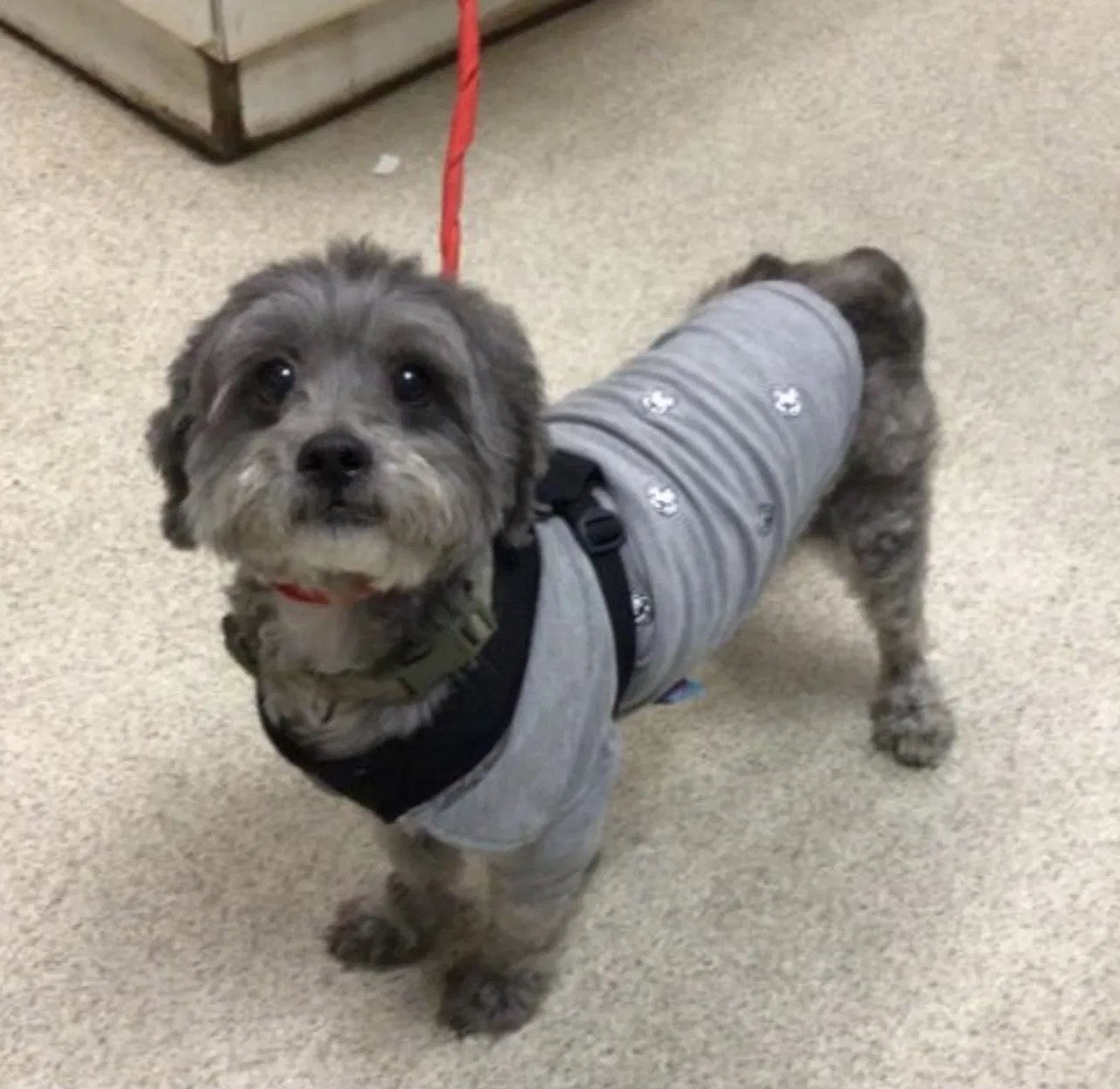 Lost dog in Riverside, CA, 92503