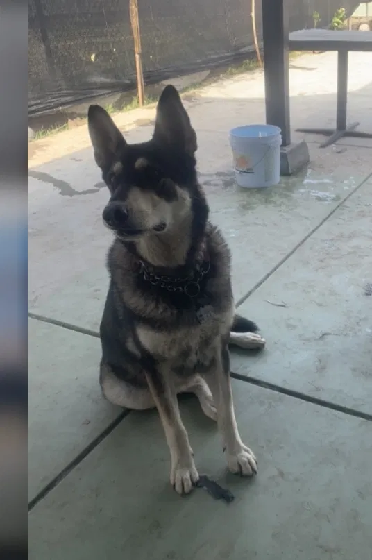 Lost dog in Fresno, CA, 93702
